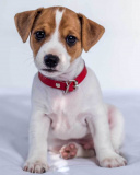 Mikroflanelová detská deka Jack Russel terrier | rozmer 120x150 cm.