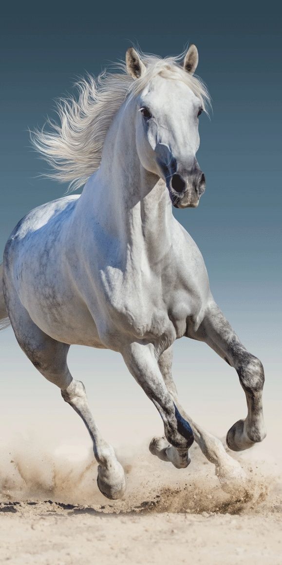 Veľmi pekný biely kôň na detské plážové osuške Kôň 03, Jerry Fabrics